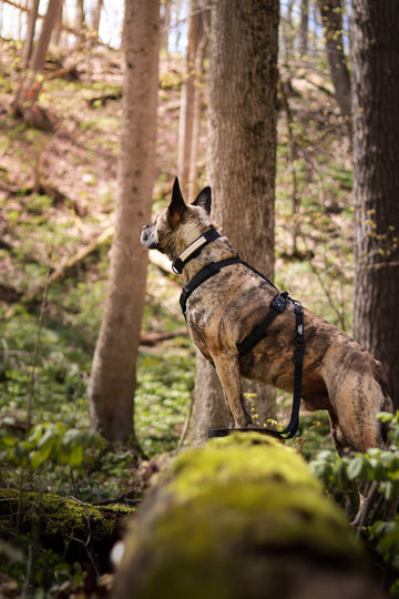 How Often Should You Replace Your Dog’s Harness?