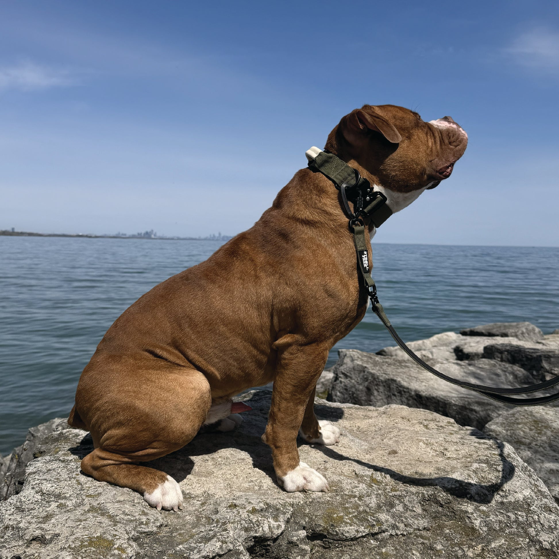 Algonquin Moss Olive Green heavy-duty dog collar with leash attached on dog sitting on rocks by water