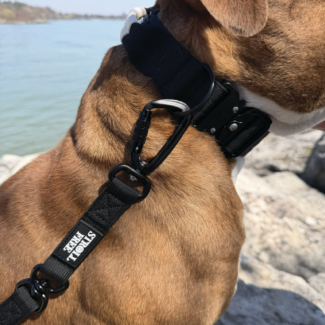 Northern Night Black heavy-duty dog collar with control handle on a white background