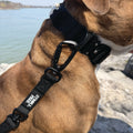 Northern Night Black heavy-duty dog collar with leash attached on dog near water