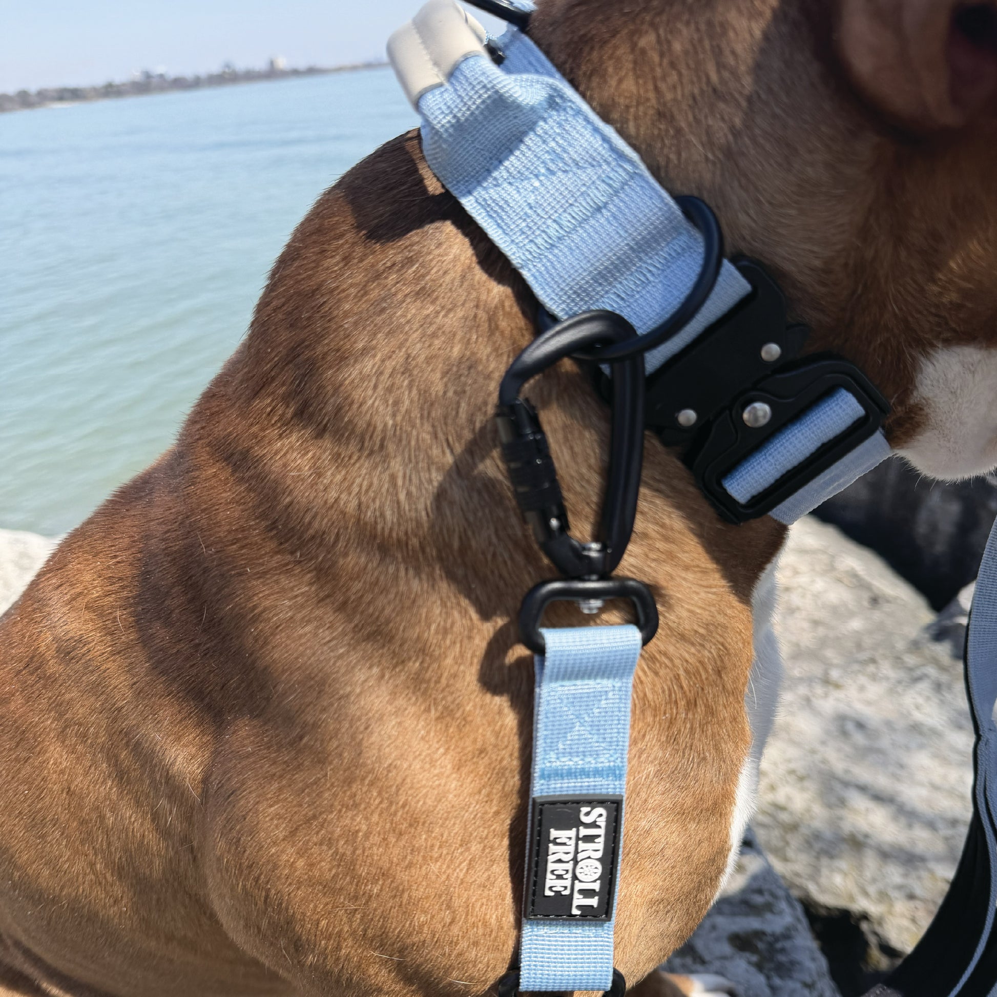 Muskoka Mist Blue heavy-duty dog collar with leash attached on dog near water