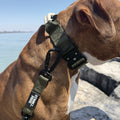 Algonquin Moss Olive  heavy-duty dog collar with leash attached on dog near water
