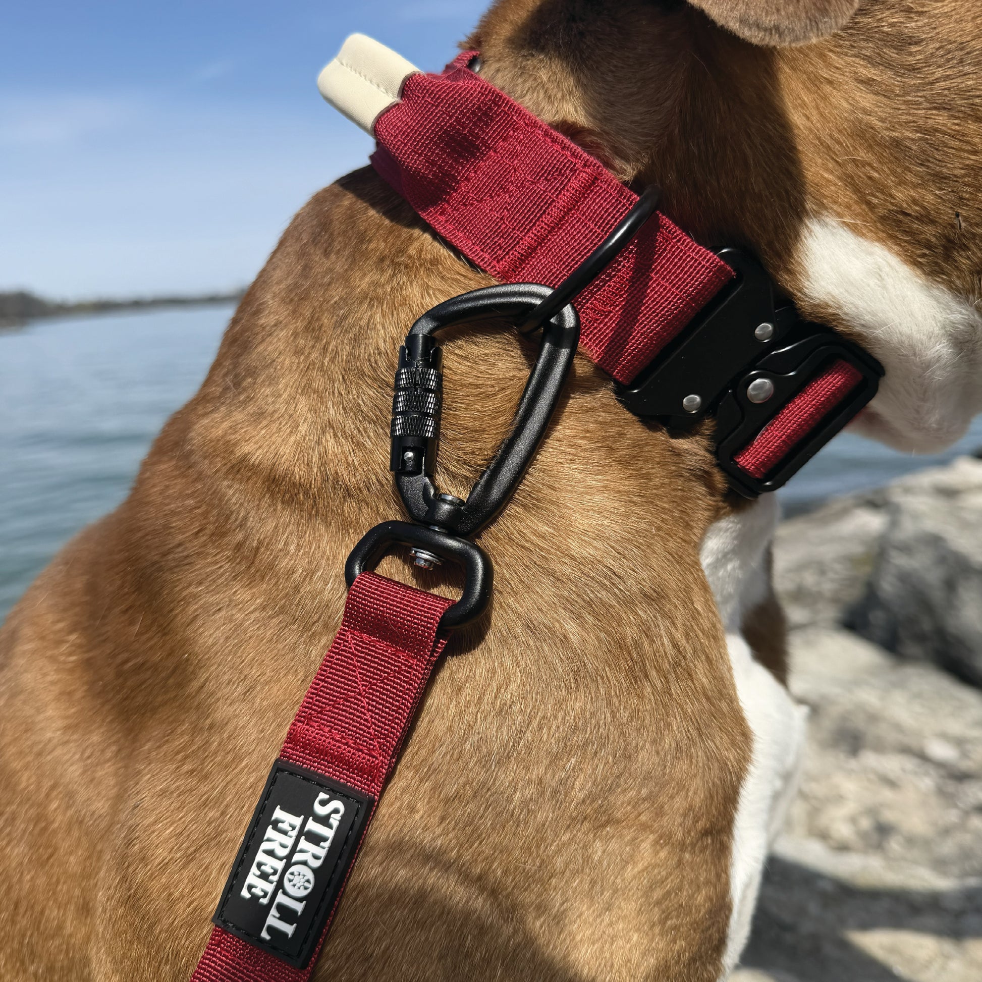 Sunset Point Red heavy-duty dog collar with leash attached on dog near water