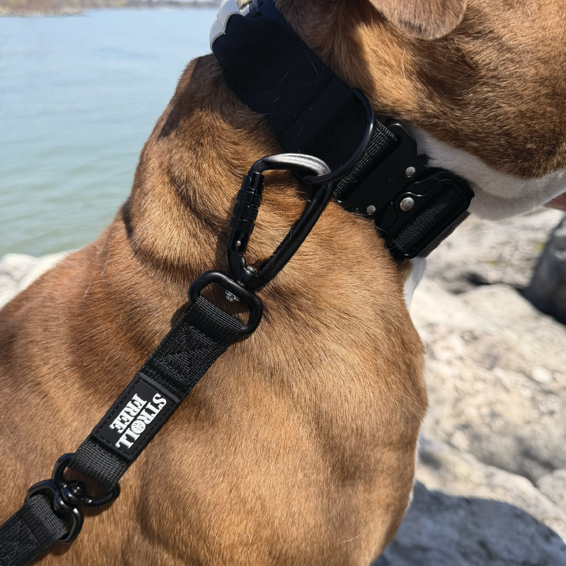 Northern Night Black heavy-duty dog collar with leash attached on dog near water
