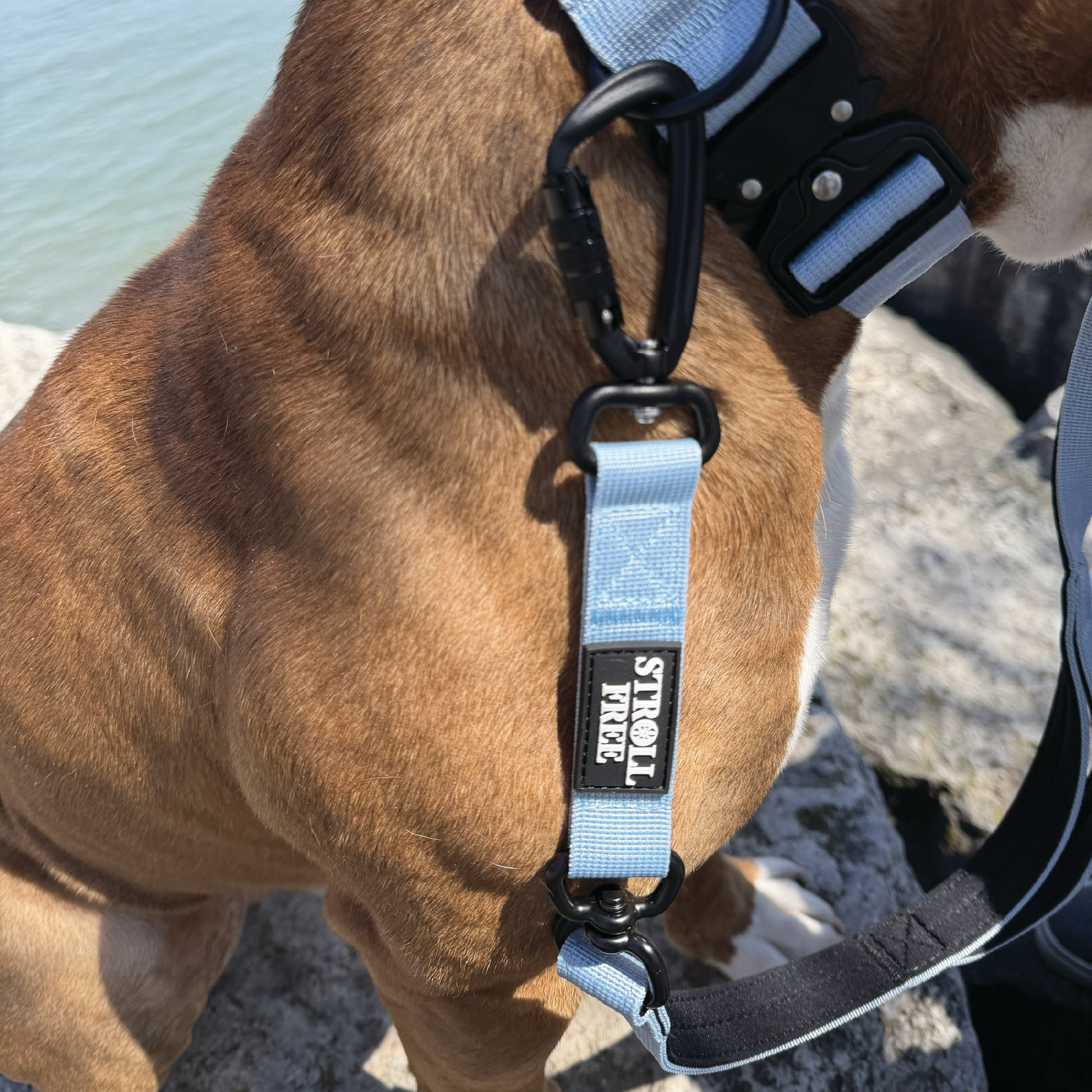 Muskoka Mist Blue heavy-duty dog collar with leash attached on dog near water