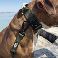 Algonquin Moss Olive heavy-duty dog collar with leash attached on dog near water