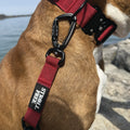 Sunset Point Red heavy-duty dog collar with leash attached on dog near water