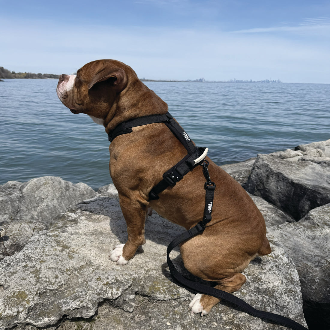 Northern Night Black heavy-duty dog harness and leash set on white background