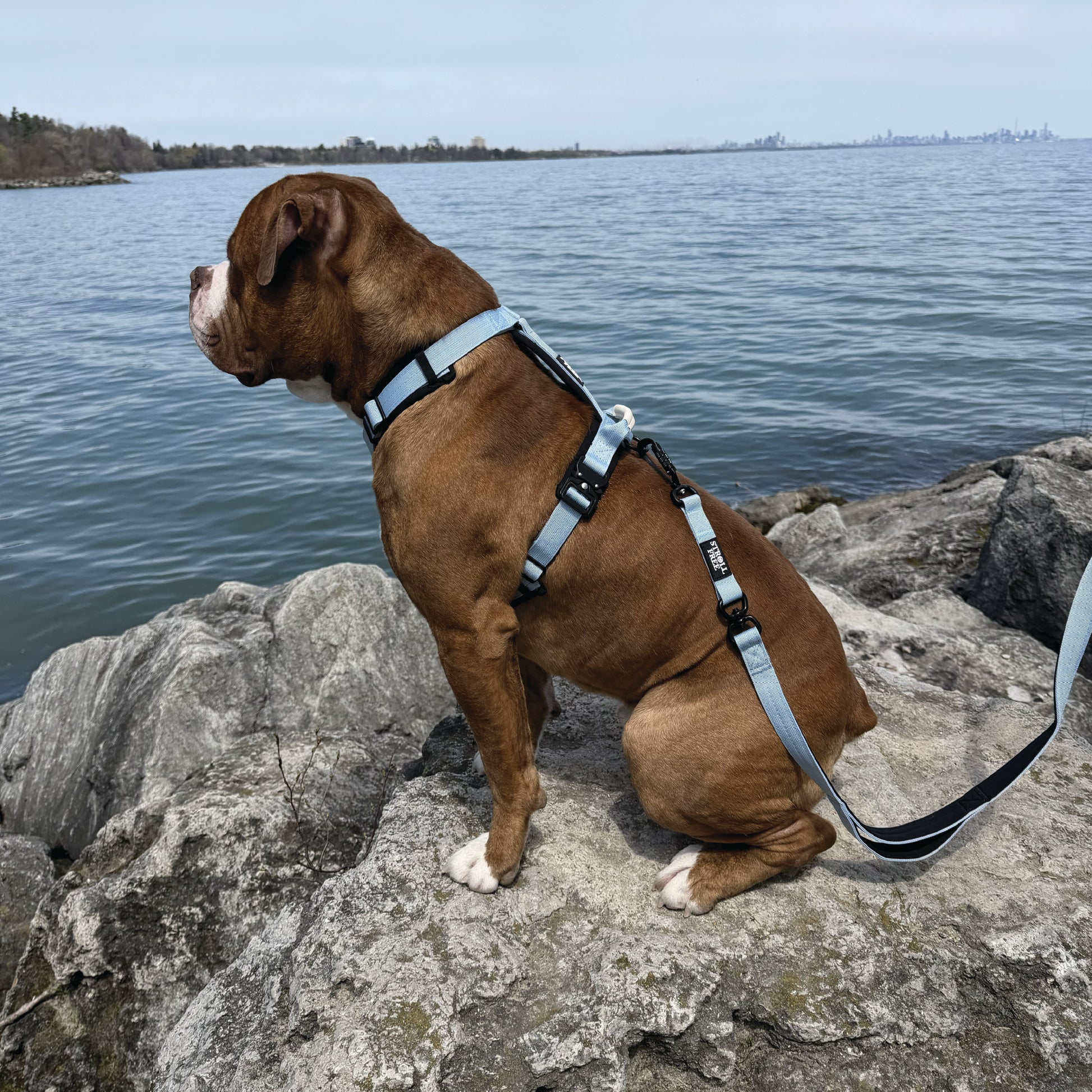 Muskoka Mist Blue heavy-duty dog harness with leash attached on dog sitting on rocks by water