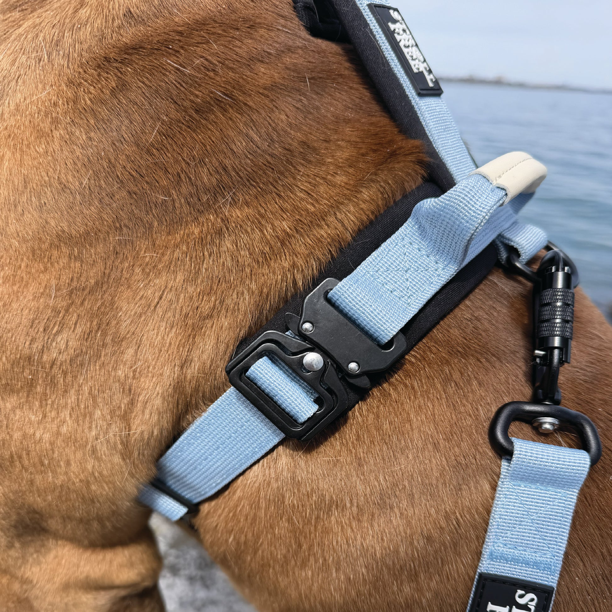 Muskoka Mist Blue heavy-duty dog harness with leash attachment detail on dog near water