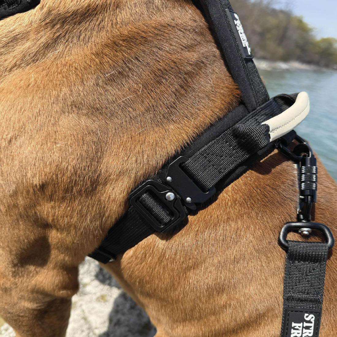 Northern Night black dog harness, collar and leash set with control handle on white background